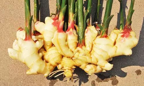 露天种一亩地姜的成本是多少,30亩种姜要多少成本