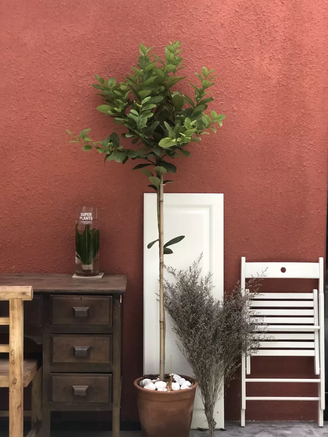 汕头|闹市取静,院子里飘出来虹吸的咖啡香气