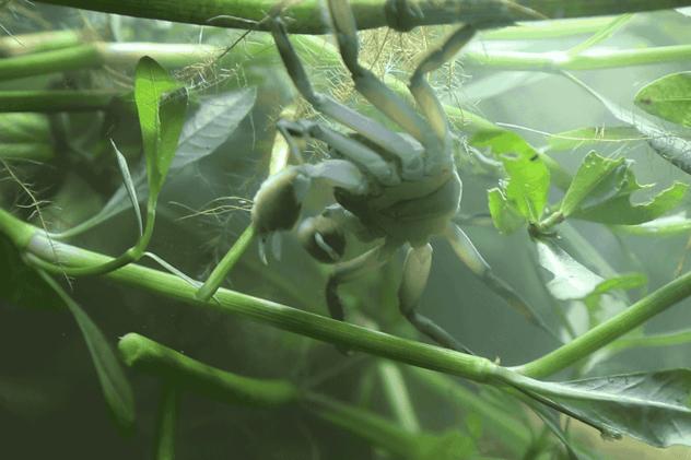 大闸蟹好的蟹黄口感怎么样,这大闸蟹真新鲜咬一口全是蟹黄