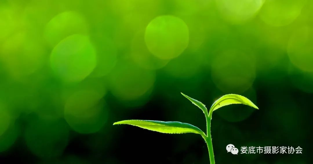 生态娄底美丽家园——【壮丽70年奋斗新时代】娄底首届风光摄影作品展览生态小品作品选登