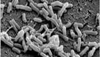 转基因植物培育成功,第一个研究出转基因植物的国家
