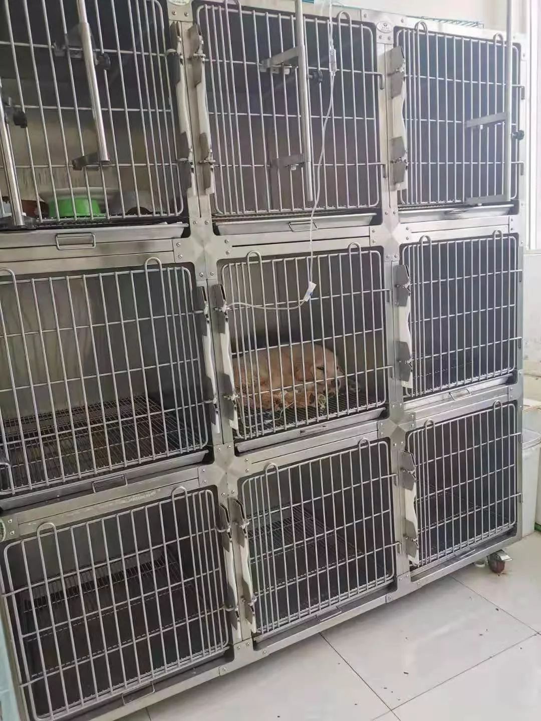 丽江宠物基地,丽江最好的宠物医院