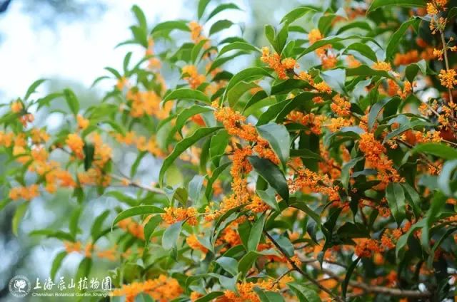 中秋佳节,聊一聊桂花的那些事儿~