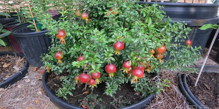 无花果树是阴树吗,无花果树容易结果吗