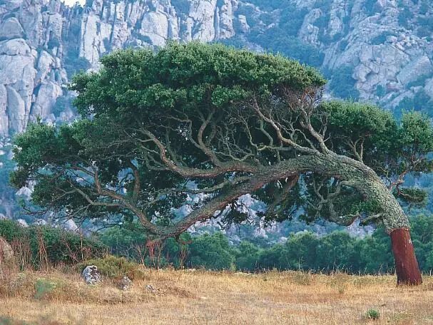 识别树木的最快方法,真假树木鉴别方法