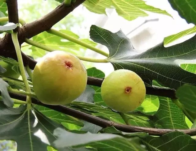 威海周边哪里有水果采摘,威海时令露天水果采摘