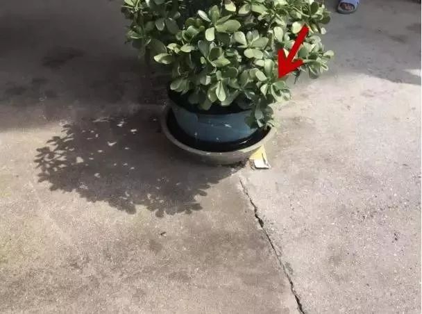 预防登革热时刻在行动,科普清理小积水防控登革热