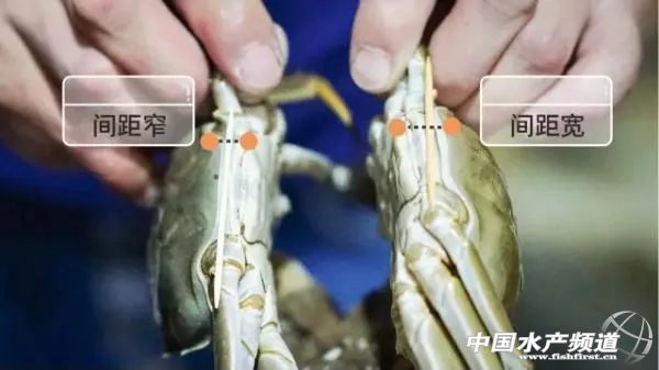 21年大闸蟹最佳食用时间,史上最全的大闸蟹食用指南