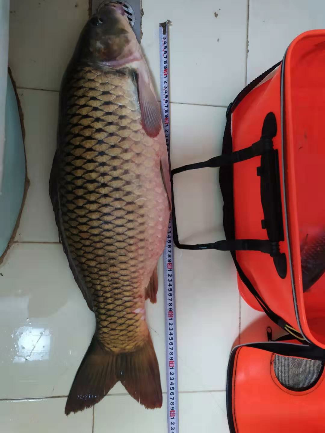 潮白河钓鱼饵料配方,潮白河鱼饵配方