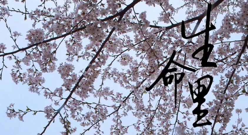 临终如何关怀,临终关怀应该说点什么