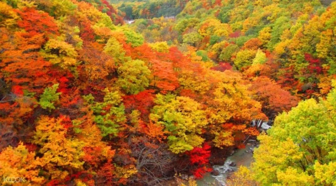 去日本旅游不知道买什么,去日本买jrpass合适吗