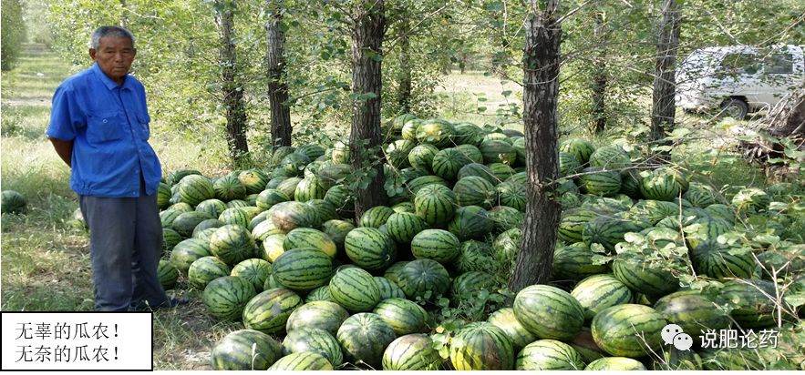 西瓜细菌性果腐病,西瓜细菌性果斑病特效药