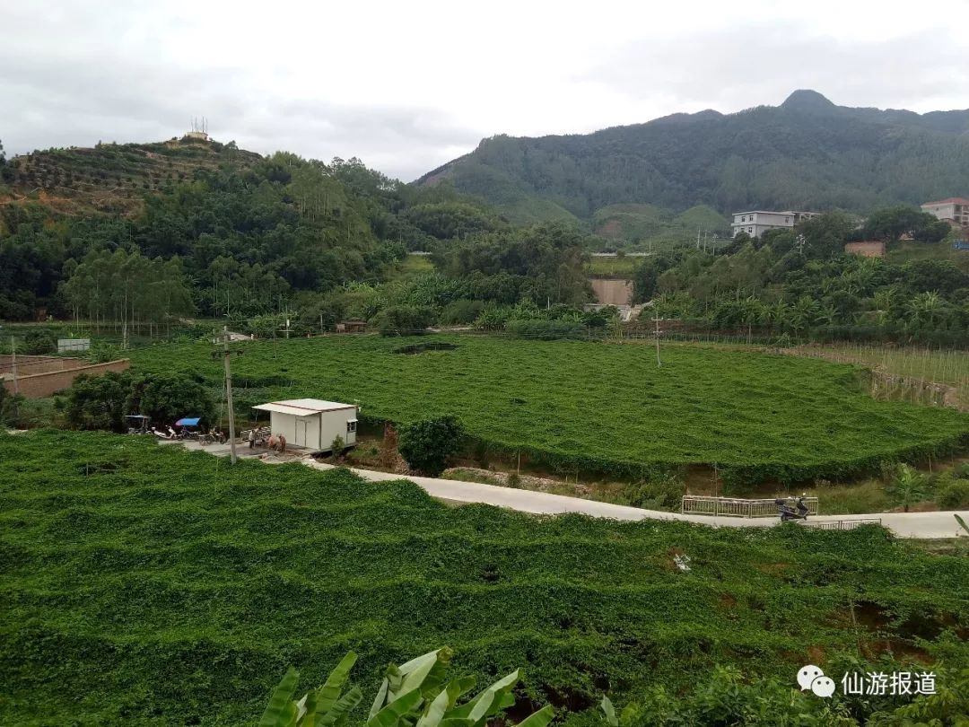 点赞！度尾这个村庄贫困户入股多个项目拿分红