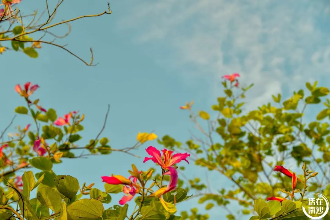 南沙凤凰湖以前叫什么名字,南沙凤凰湖历史