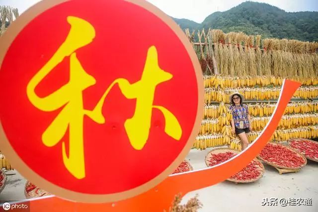 2019年中国农民丰收节图片,2020年中国农民丰收节圆满成功