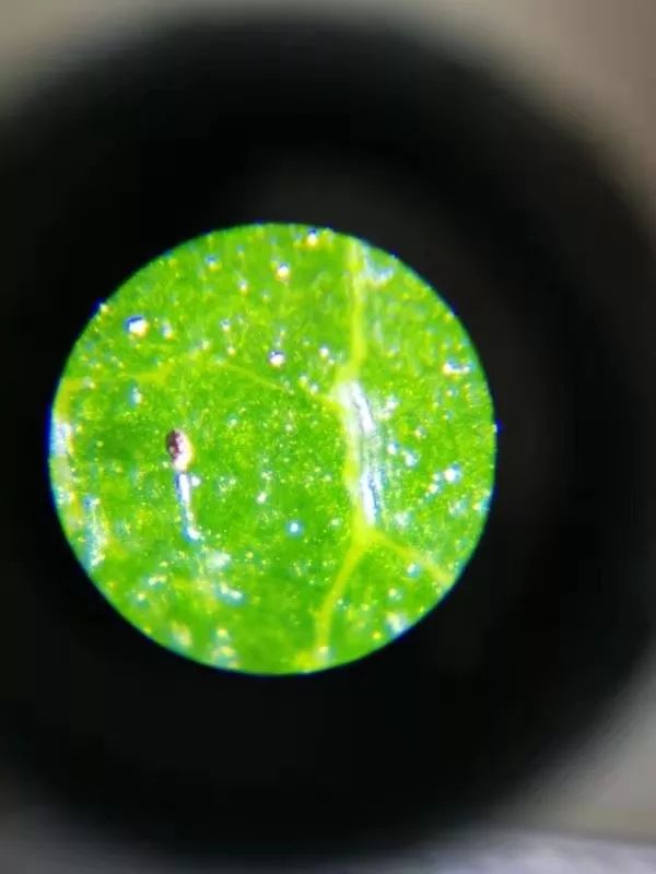 可以放大60倍的微小显微镜,显微镜最大可以放大5000倍