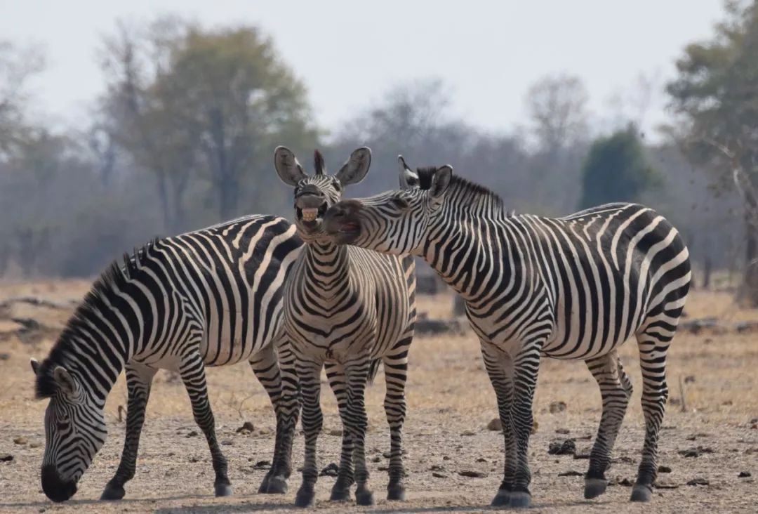 2019不正经摄影大赛引全网爆笑！40张动物黑历史被6万网友制成表情包....