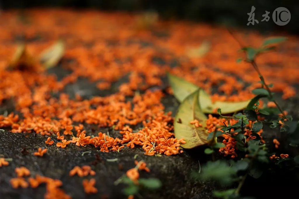 秋分中国农民丰收节对孩子的寄语,农历秋分日为中国农民丰收节