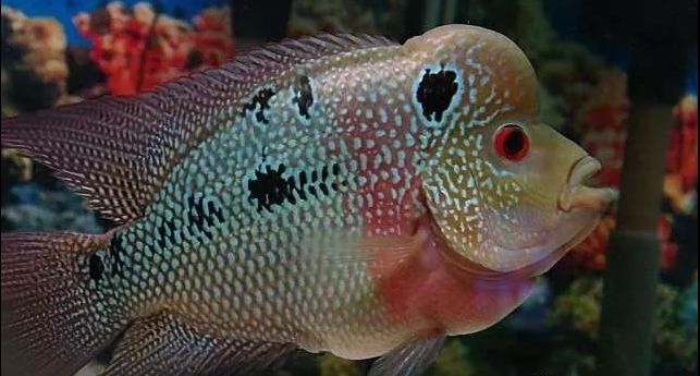 罗汉鱼白点病最有效的方法,鱼病车轮虫