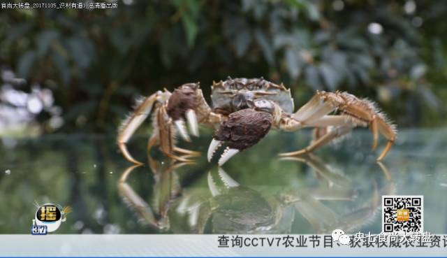 2020年阳澄湖大闸蟹开捕地点,阳澄湖大闸蟹官方开捕时间