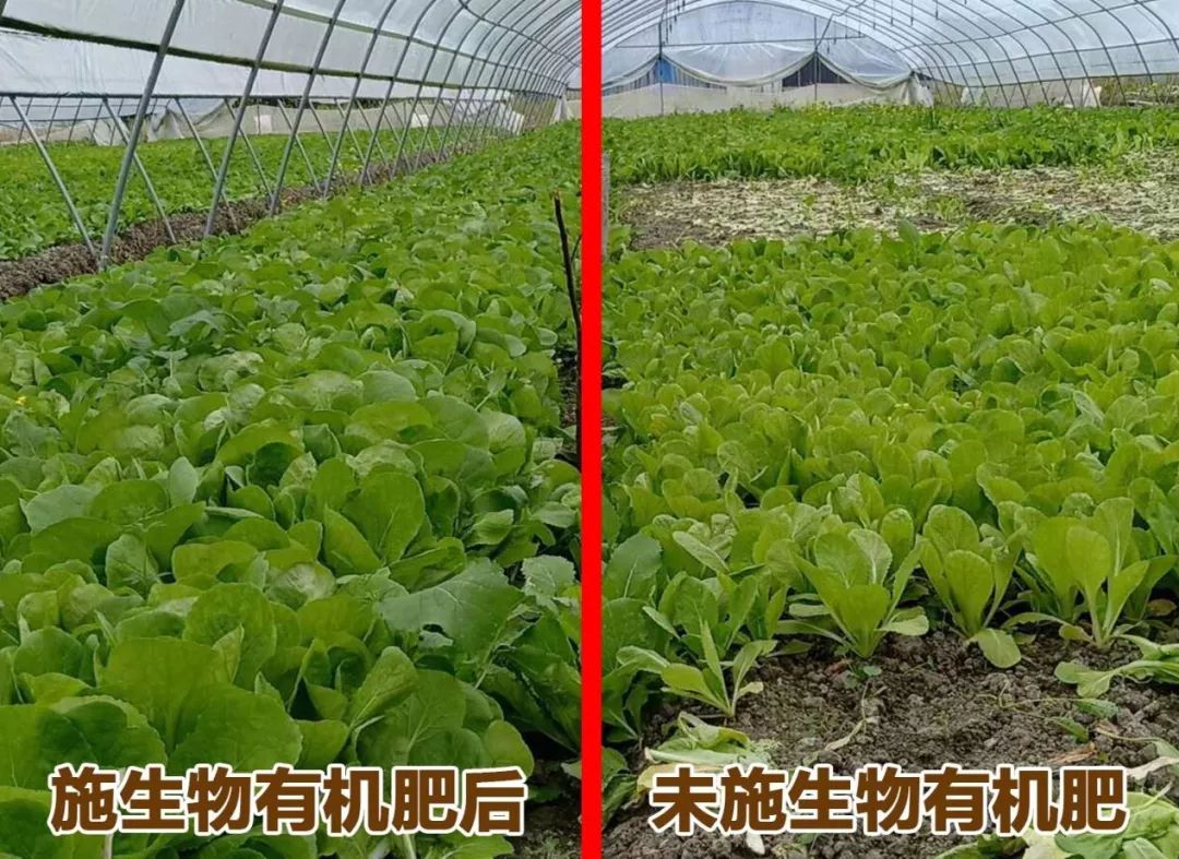 有机肥市场需求广阔,国内十大生物有机肥前10排名