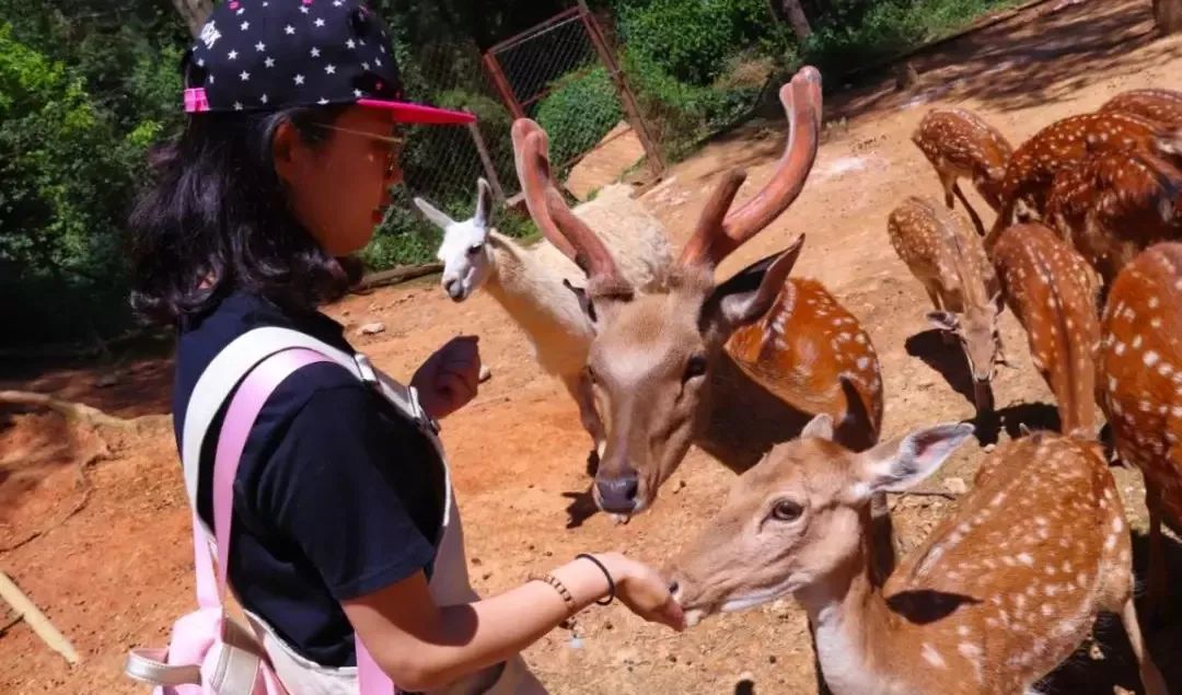 畅玩云南,畅玩永鸿动物园