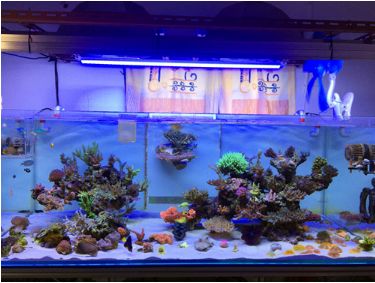 1.5米的大缸,1.5米大缸溪流造景