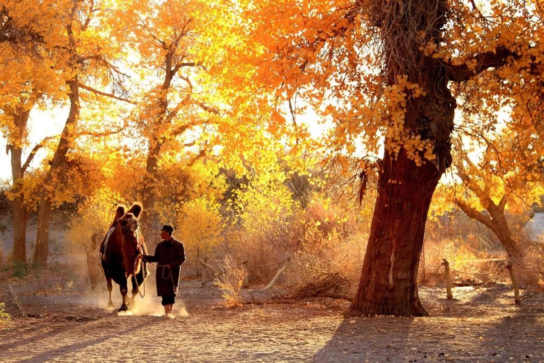 包头去额济纳胡杨林攻略,广州到额济纳胡杨林攻略