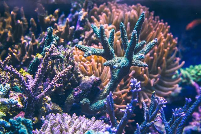 sps哪家更实用,sps怎么操作