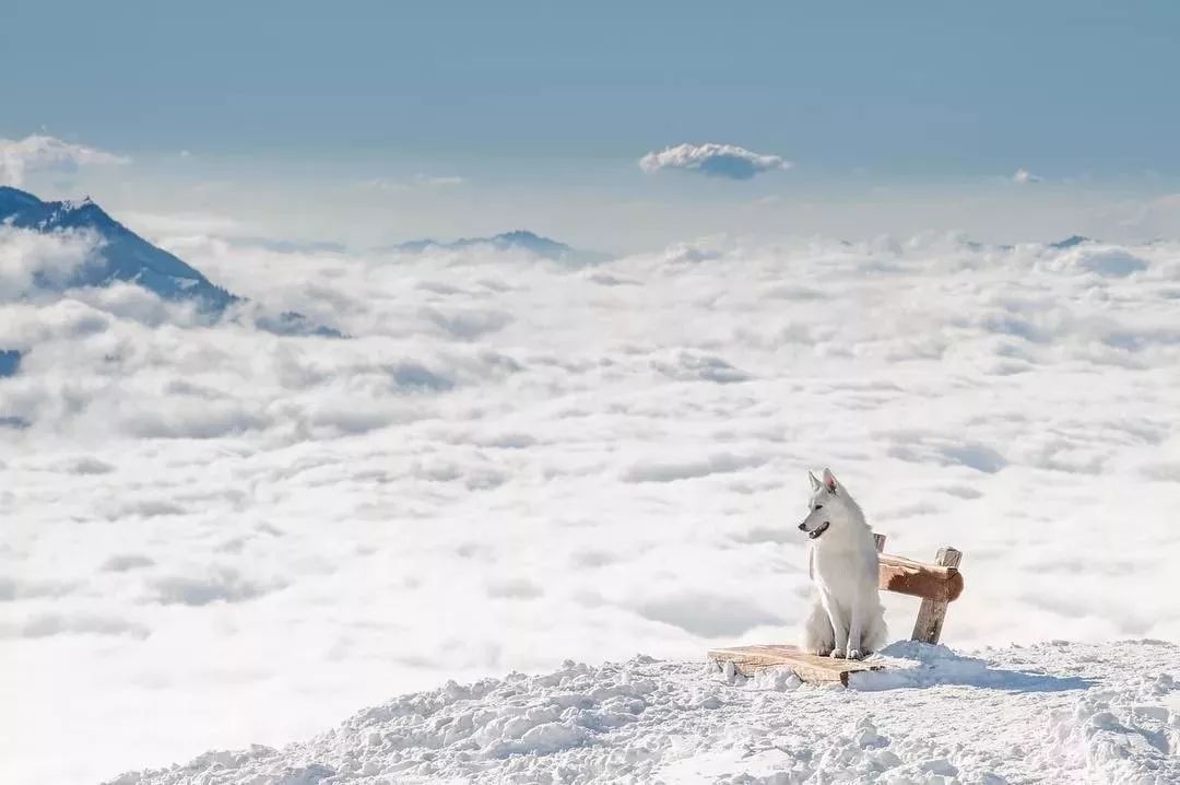 纯白色德牧是咋回事,黑白杂色德牧
