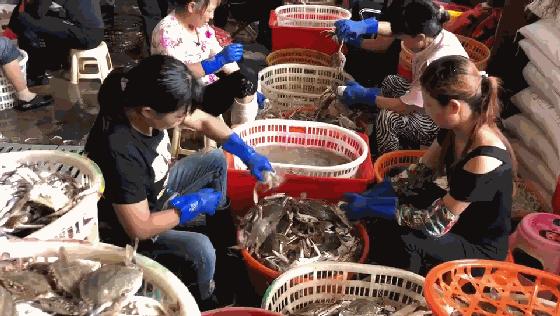 舟山梭子蟹便宜到8块,舟山吃梭子蟹多少一斤