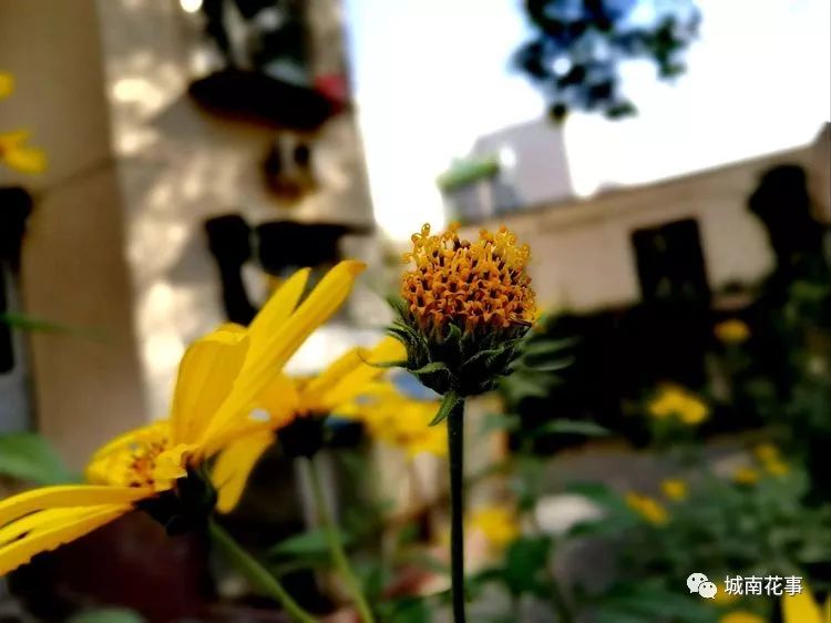 洋姜丨留住童年的味道