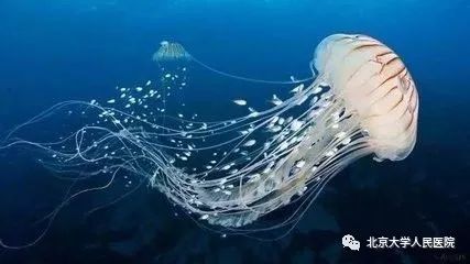 什么动物咬伤不必担心感染狂犬病,被哪几种动物咬伤得狂犬病几率高