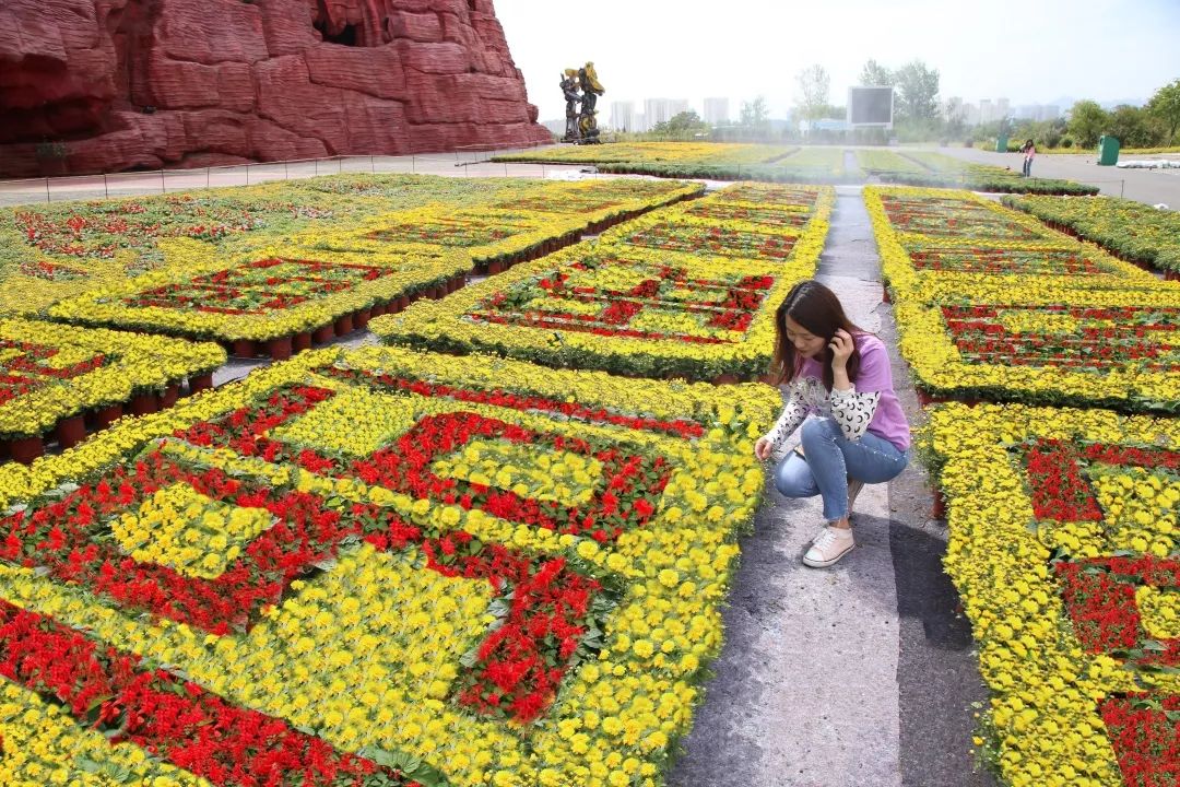 西海岸菊花展时间,西海岸菊展