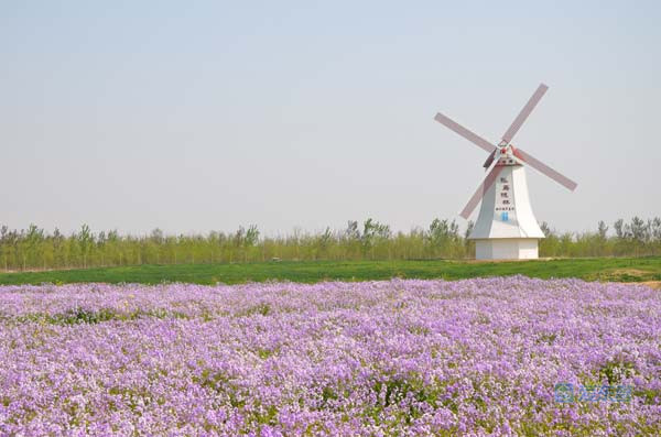 东营黄河入海口景区国庆,东营国庆花仙谷