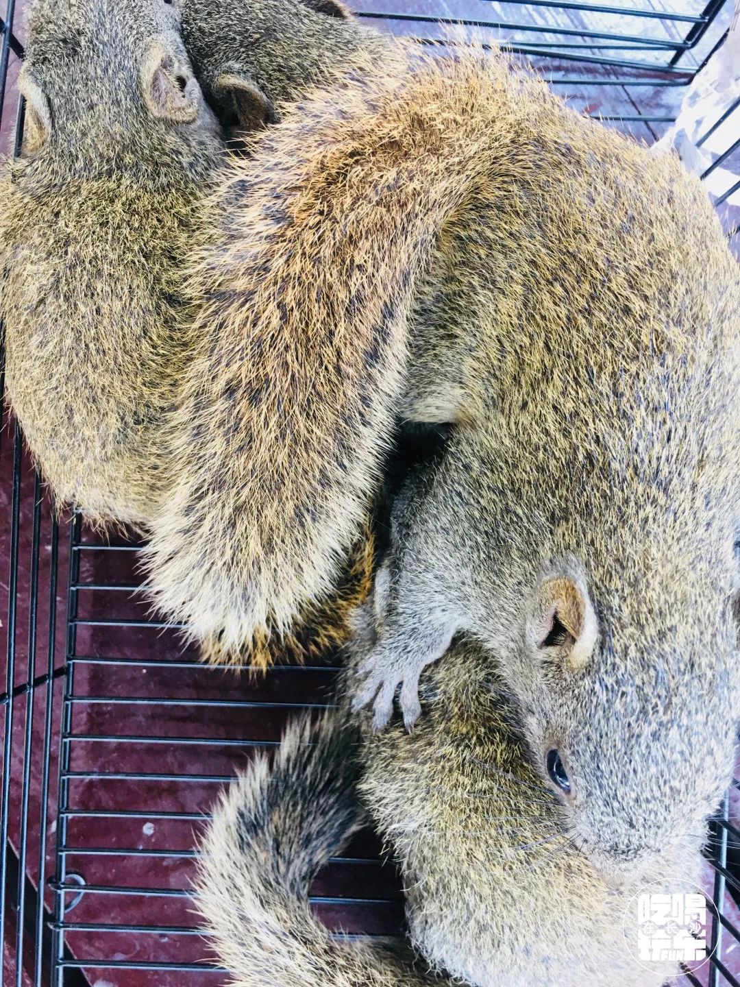 柏乐园附近美食,柏乐园有没有美食