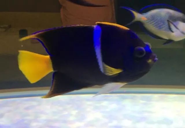 fot多大缸,fot高缸