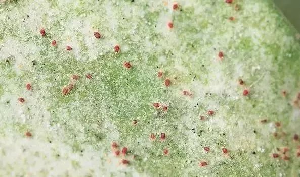 红蜘蛛难打用什么药好,红蜘蛛为什么打不过大黄蜂