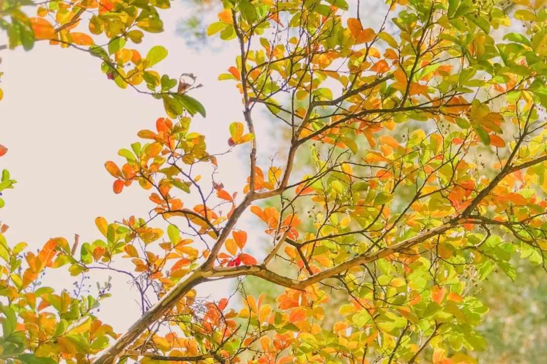 2019年寒露具体时间,今天寒露具体时间