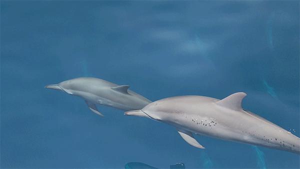 renoace深度测评,opporenoace90帧吃鸡表现