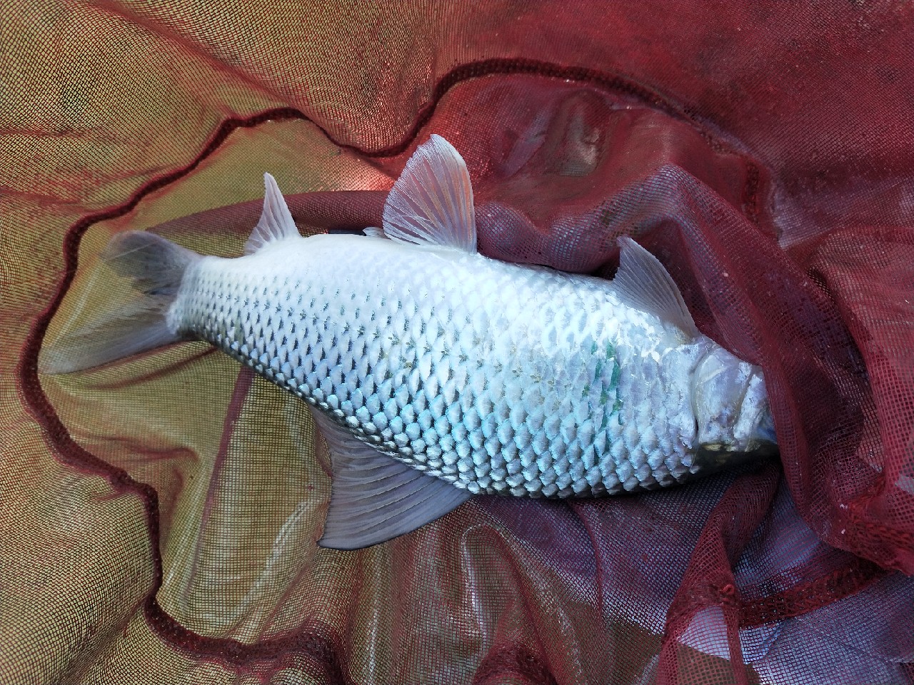 老少皆宜！家庭版豆豉鲮鱼的制作全过程