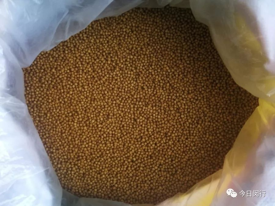 上海闵行区大闸蟹,阳澄湖特大大闸蟹