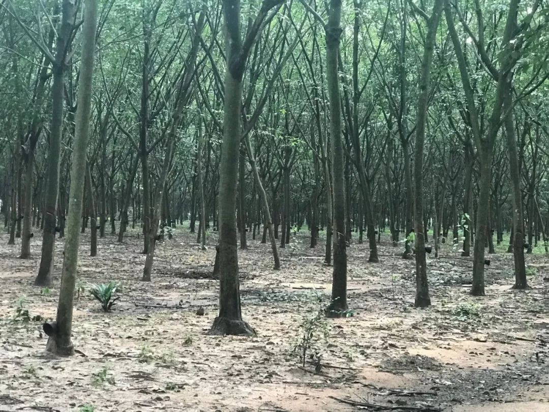 天然乳胶枕泰国多少钱一个,1280元的泰国天然乳胶枕是真的吗