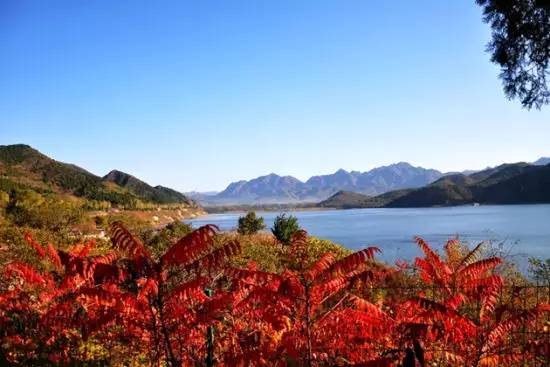 天津赏红叶的公园,天津赏红叶好去处