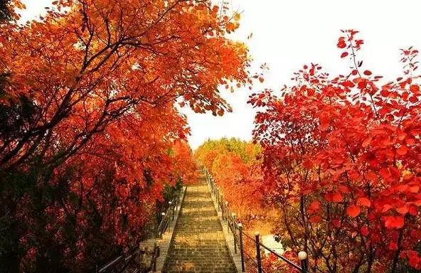 天津赏红叶的公园,天津赏红叶好去处