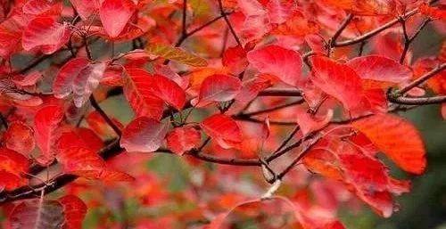 《巴山夜雨》直播预告：今晚20:00，这顿文化大餐巴中“请客”