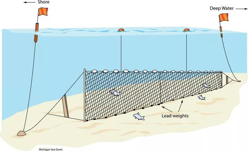金枪鱼杀鱼的正确方法最快,金枪鱼怎么捕杀的