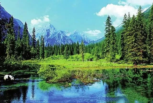 大熊猫是怎么当上国宝的,封王之路简介