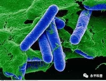 肉毒梭菌食物中毒的防治措施,预防野生菌中毒安全教育文字