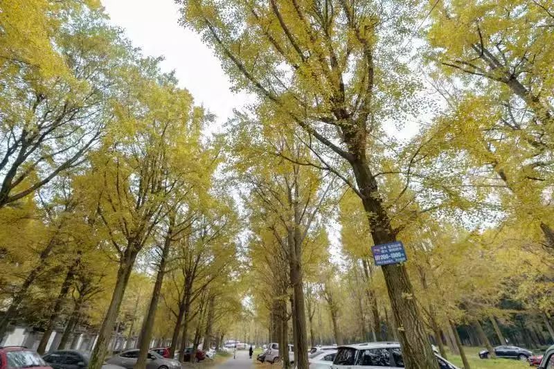 粉黛乱子草网红打卡地成都免费,美到炸网红粉黛乱子草就在双流